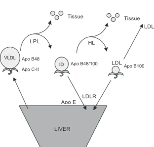 Figure 1. Lipid metabolism: VLDL-IDL-LDL pathway.