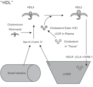 Figure 2. Lipid metabolism: HDL pathway.