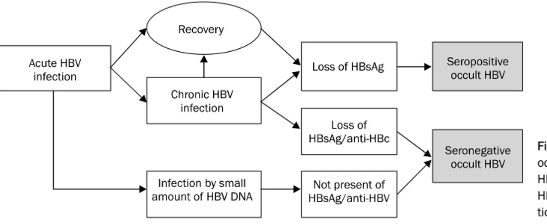Fig. 1. Seropositive and seronegative  occult HBV infection. Majority of occult HBV infections are positive for anti-  HBs and/or anti-HBc and minor  por-tion are negative for all HBV markers.