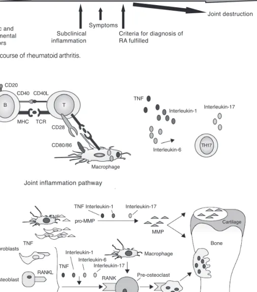Figure 2. Immunological pathway of rheumatoid arthritis.
