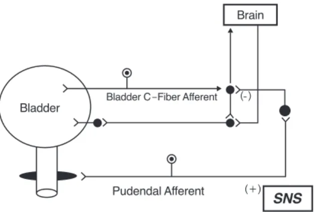 Figure 1. Pudendal afferent nerve stimulation can inhibit the mic- mic-turition reflex