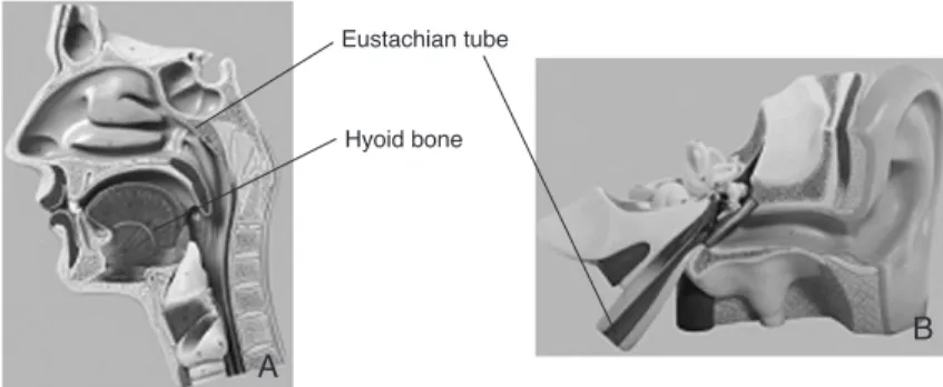 Figure 1. The eustachian tube and the hyoid bone.