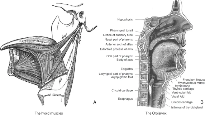 Figure 2. (A), (B) Show the hyois bone has 3 intrinsic and 3 extrinsic muscles, and its relations with the larynx and surroundings.