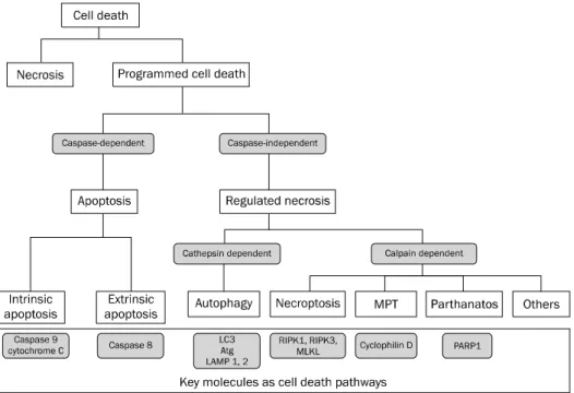 Fig. 1. Types of cell death. Programmed cell death can be divided into apoptosis and regulated necrosis