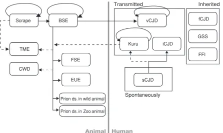Figure 1. Relationship of animal and human prion diseases.