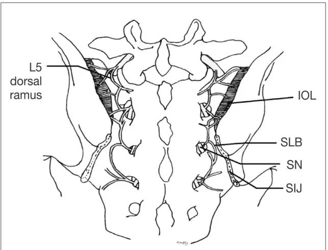 Figure 2.  Schematic drawing of sacroiliac joint demonstrating the innervating nerves