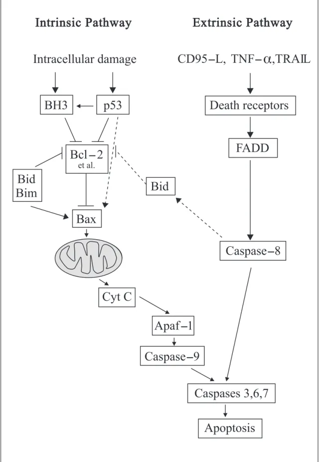 Figure 1. Apoptosis signaling pathways.