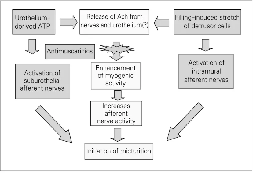 Figure 4. Bladder Effects of Antimuscarinics.