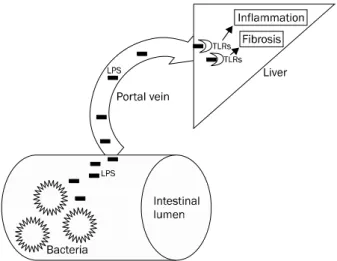 Fig. 1. LPS-TLRs signaling induce liver injury and fibrogenesis. In  chronic liver disease, gut permeability is increased