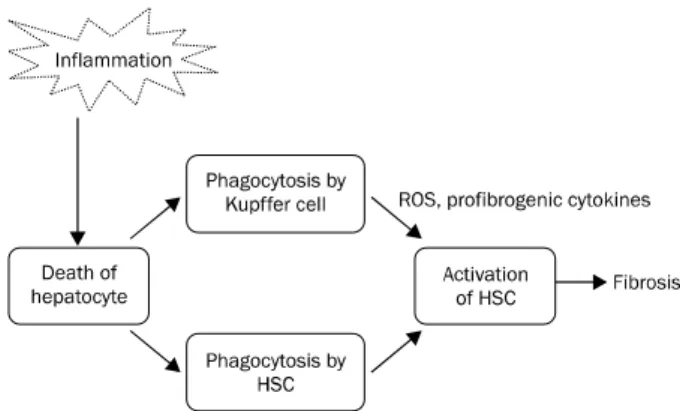 Fig. 2. Cell death by inflammation induces fibrosis. Cell death  molecules including apoptotic bodies are engulfed and digested by  HSC and Kupffer cell
