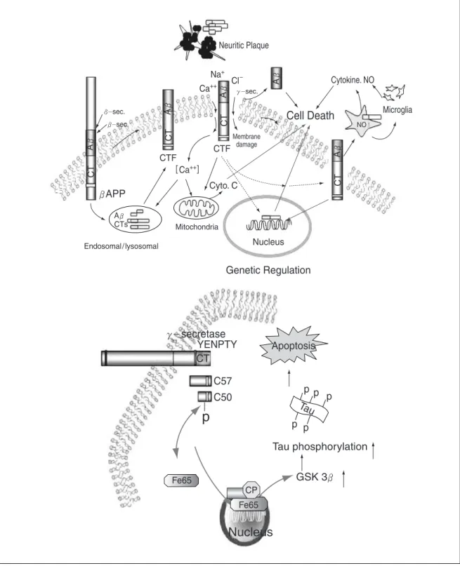 Figure 2. Hypothesis of an etiological role of amyloidogenic CTF of APP in AD