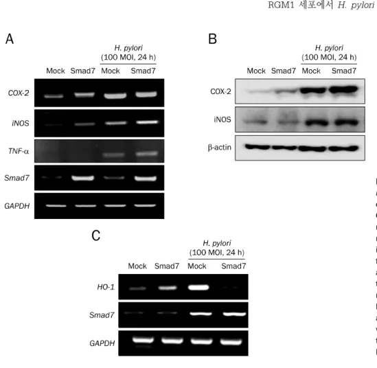 Fig. 2. Inflammation mediators against Helicobacter pylori in Smad7  over-expressed cells