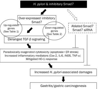 Fig. 4. Schematic summary. The current study raises hope that  inhibiting Smad7 can be a strategy to alleviate Helicobacter  pylori-induced gastric damage.