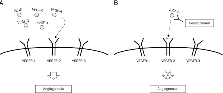 Fig. 2. (A) VEGFR1 and VEGFR2 are expressed on the surface of blood endothelial cell, whereas VEGFR3 is mainly restricted to lymphatic  endothelial cells