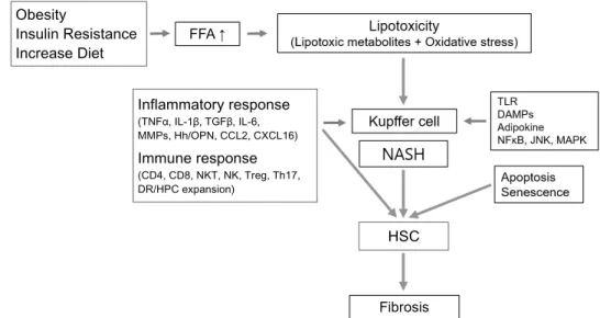 Fig. 1. Brief summary of the pathogenesis of nonalcoholic steatohepatitis with fibrosis progression