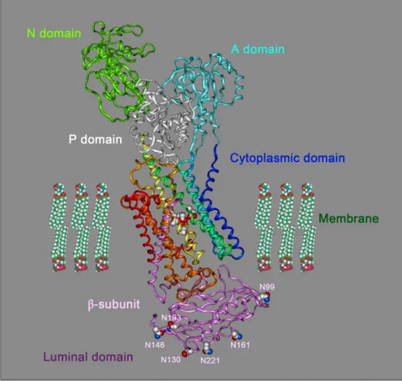 Fig. 1. A model structure of gastric H + , K + -ATPase. The gastric H + , K + -ATPase α subunit has 3 lobes, N (ATP binding), P (phosphorylation), and  A (activation) domains in the cytoplasmic domain, and 3 transmembrane segments in the membrane domain