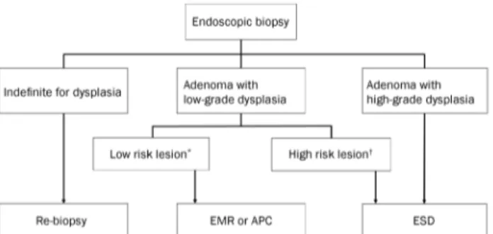 Fig. 1. Proposed treatment strategy algorithm for gastric adenoma  diagnosed by endoscopic biopsy;  * low risk lesion: size&lt;2 cm, grossly flat  type, whitish color with smooth surface;  † high risk lesion: size≥2 cm,  grossly depressed type, surface ery