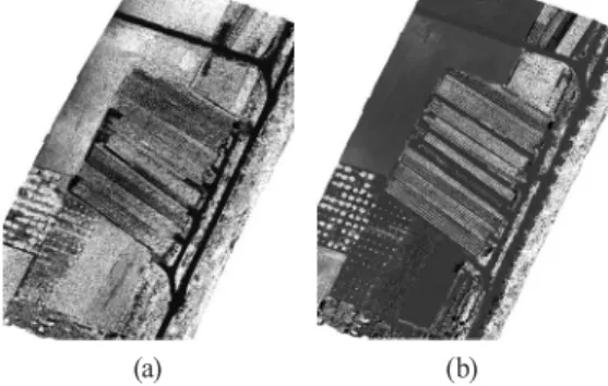 Fig. 8. The ExG generated based on the radiometric  corrected orthophoto:  