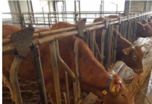Fig.  1.  Photograph  of  the  bio-telemetry  device  attached  to  cow’s  neck  collar.