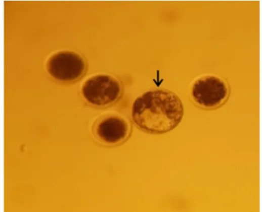 Fig. 3.  In vitro -produced elk deer embryos at 8d. The  black  arrow  was  indicated  that  blastocyst.