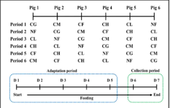 Fig.  1.  Experimental  deign  and  sampling  collection  period 시험기간은 5일간의 시험사료 적응기간과 2일간의 샘 플채취  기간으로  나누어  실시하였다[17]