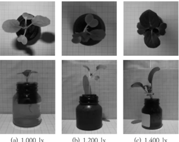 Fig. 13. Average Growth Change of Plants at 1,800 lx                     Ⓐ  Growth  of  plant,  Ⓑ  :  Length  Difference
