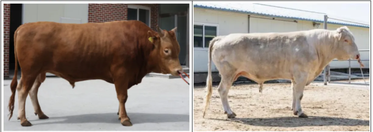 Fig.  1.  Two  breeds  of  Korean  native  cattle;  (a)  Hanwoo,  (b)  White  Hanwoo