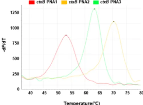 Fig.  2.  Melting  peak  for  Tm  values  of  PNA1,  PNA2,  and  PNA3  at  each  temperature.