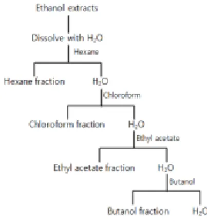 Fig. 2. Organic solvents fractionation procedure from  Ethanol extracts