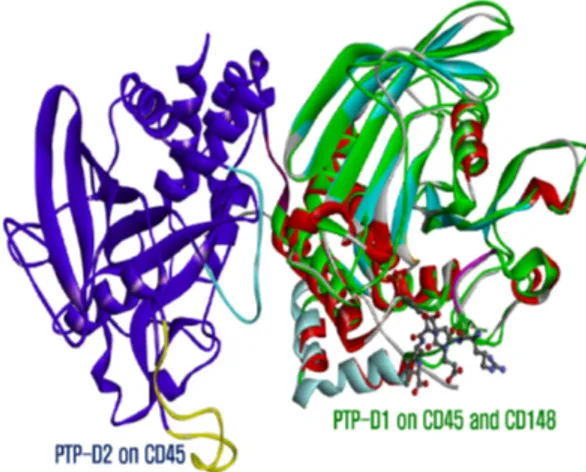 Fig. 12. Structure of CD148 PTP-D1 bound to ITAM-1  phosphopeptide(REEpYDV)  of  CD3ζchain