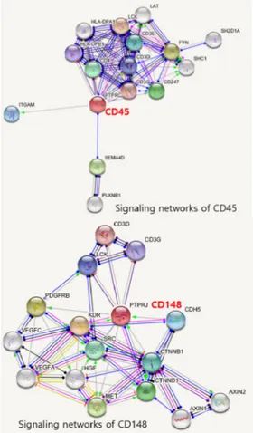 Fig.  13.  Compared  signaling  networks  of  CD45  and  CD148 이때,  CD45는  T세포  항원  수용체(TCR)가  항원제시 세포의 MHCII-항원펩타이드(HLA-DPB1, HLA-DPA1) 을 CD4 공동수용체와 같이 인식하여  TCR-CD3복합체 의 신호전달에 관여하는 γ, δ, ε, ζ사슬(CD3D, CD3E,  CD3G,  CD247)의  인산화된  티로신(CD3ζ사슬  ITAM) 에서 인산분해