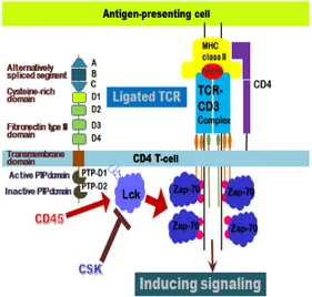 Fig. 1. Inducing ligated T-cell receptor signaling  by  CD45