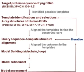 Fig.  2  The  homology  modeling  process  of  pig  CD45RO