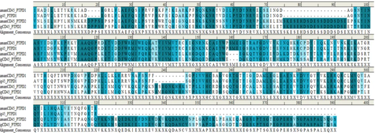 Fig.  3.  The  sequence  alignment  of  the  CD45  PTP  domains역보다 더 잘 보존이 되어 있다(인간과 비교하였을 때 세포외 영역과 세포막 영역에서는 38.1% 서열상동성을 갖지만,  세포질내  도메인은  86.5%로  단백질  서열이  동일함)