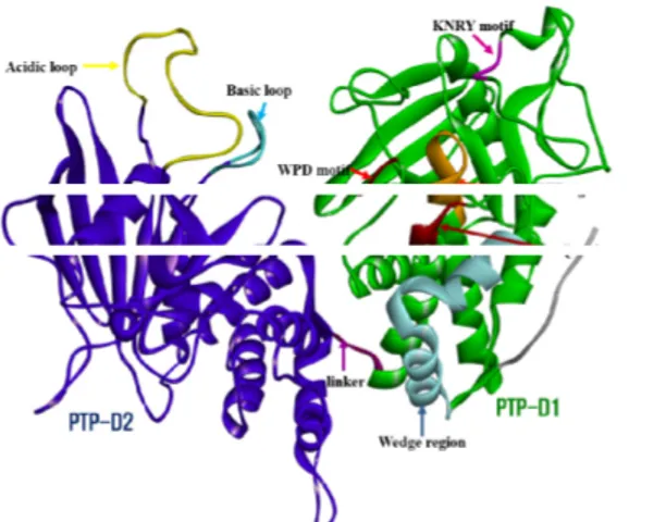 Fig.  7.  Functional  motifs  in  PTP  domains  from  pig  CD45 