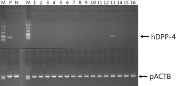 Fig. 2. Identification of transgenic piglet by genomic  PCR.  The  PCR  products  resolved  on  a  1  %  agarose  gel