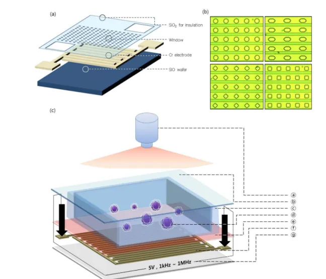 Fig. 1. (a) microfluidic chip schematic, (b) real chip picture, and (c) experiment scheme ⓐ is microscope, and ⓑ is the cover glass