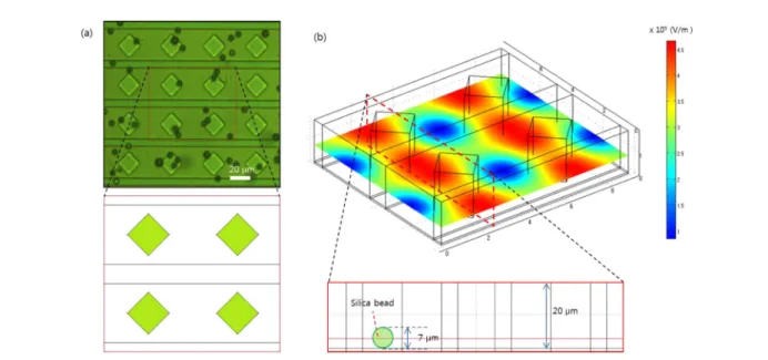 Fig. 2. (a) the schematic diagram of electrode array, and (b) the two dimensional and three dimensional view of simulation structure for numerical studying