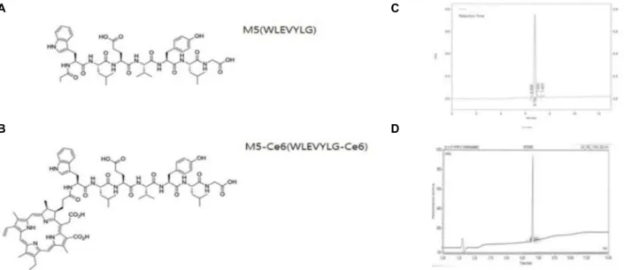 Fig. 3. Structure of the peptide and peptide HPLC profile. (A) Structure of the M5 peptide, (B) structure of the peptide M5 coupled with the photosensitizer Ce6, (C) HPLC analysis of peptide M5, (D) HPLC analysis of peptide M5 and the Ce6 conjugate peptide