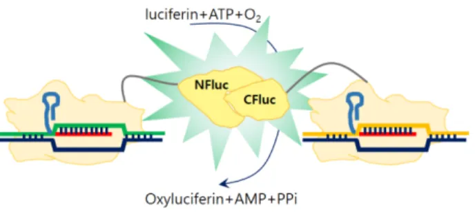 그림 8. Luciferase를 융합한 Cas9 쌍을 활용한 발광 센서의 개략 도(Zhang et al. ACS Synth. Biol. 2017;6:211-216 발췌 및 수정) Fig