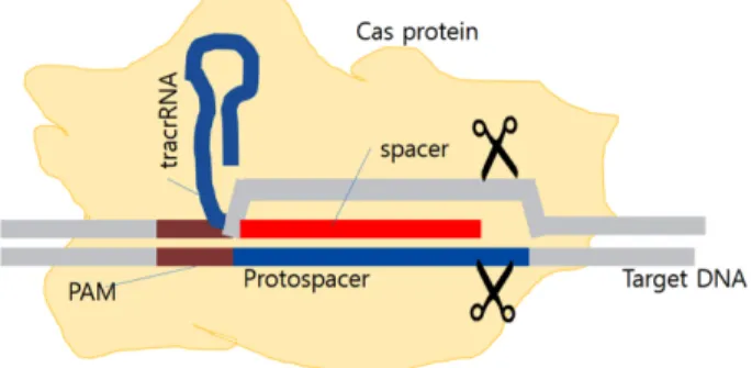 Fig. 1. Schematic of Ribonucleoprotein during the recognition of dsDNA
