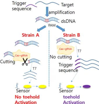 그림 3. CRISPR/Cas 색도분석센서의 개념도(Pardee et al. Cell 2016;165:1255-1266 에서 발췌 및 수정)