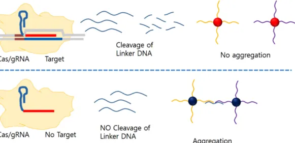 그림 4. CRISPR/Cas 금 나노 입자 센서 개략도(Yuan et al. Anal. Chem. 2020;92:4029-4037 발췌 및 수정)