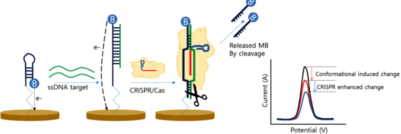 그림 6. 전기화학 CRISPR 센서의 개략도(Xu et al. Biosens. Bioelectron. 2020;155:112100 발췌 및 수정)