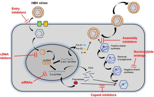 Fig. 1. HBV replication cycle and targets for new treatment. HBV, hepatitis B virus; cccDNA, covalently closed circular DNA; RNA, ribonucleic  acid; siRNAs, small interfering RNAs.