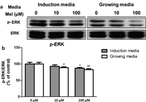 Fig. 2. Activity of signaling pathway in 3T3-L1 cells measured with western blot analysis, after melatonin was treated