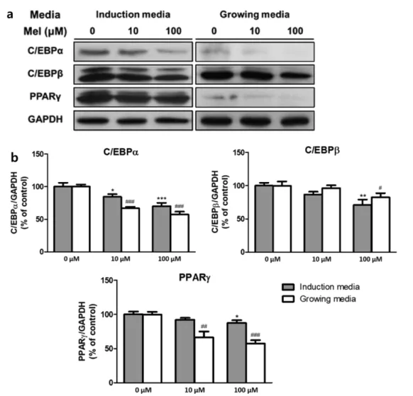 Fig. 3. Activity of adipogenic factors in 3T3-L1 cells measured with western blot analysis, after melatonin was treated