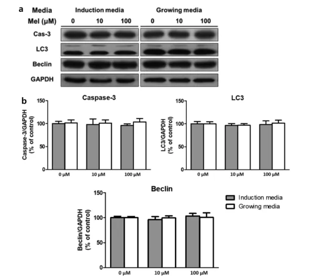 Fig. 4. Activity of programmed cell death factors in 3T3-L1 cells measured with western blot analysis, after melatonin was treated