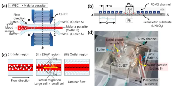 Fig. 1. Schematic of the CL-SSAW device that separates malaria parasites from white blood cells in the lysed blood sample.