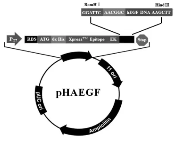 Fig.  1.  Schematic  representation  of  the  expression  vector  pHAEGF 2.4  pG-Tf2와  pHAEGF의  공발현 최근 hEGF를 활성형태로의 발현을 목적으로한  샤페 론과의 공발현에 관한 연구에서 샤페론 벡터 중 pG-Tf2 와의 공발현이 성공적으로 보고 되었다[22]